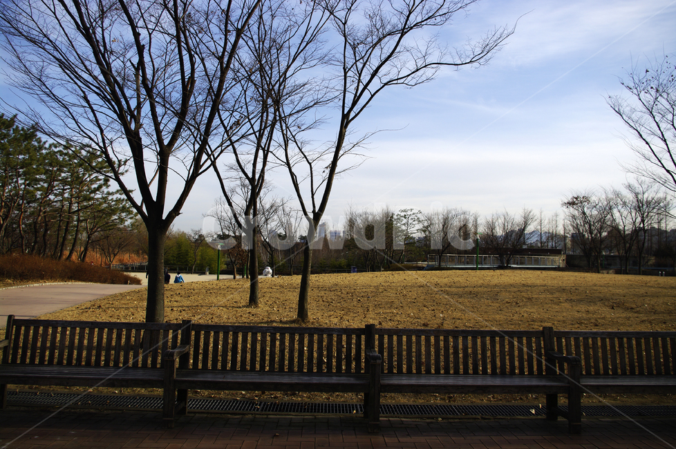 겨울,나무,공원,식물,plant,자연,풍경,nature,landscape,park bench,공원 벤치,bench,벤치