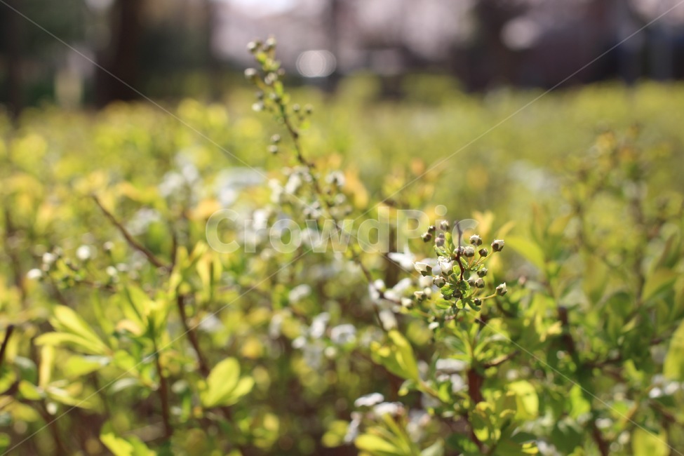식물,plant,잎사귀,초목,초록,연두,봄,3월,4월,april,spring,march