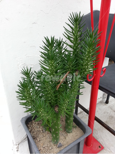 선인장,사마귀,빨간기둥,화분,식물,가시,곤충,식물,자연,plants,nature,동물,animal,곤충,벌레,insect,bug