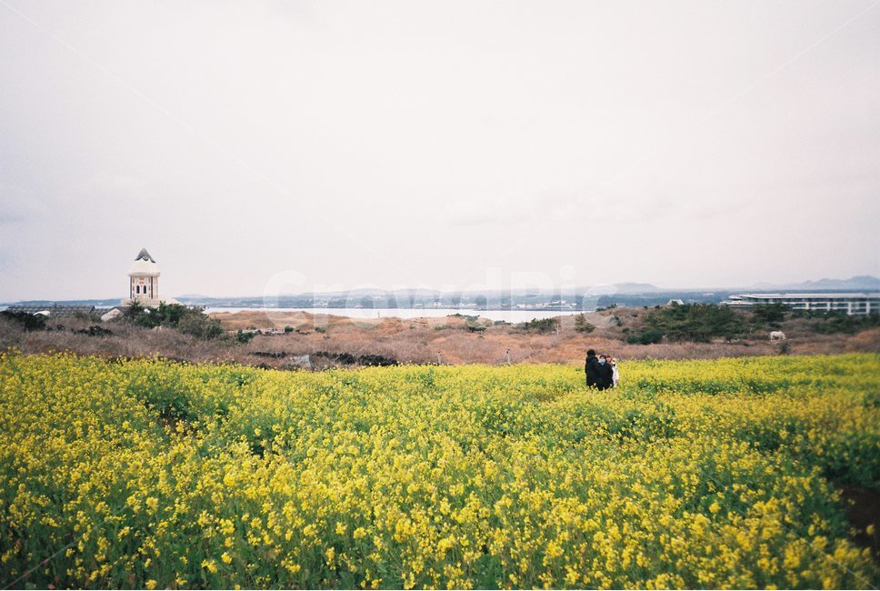outdoors,옥외,field,들,자연,nature,grassland,countryside,rural,농촌,유체꽃,제주도,바다,오름,해안선