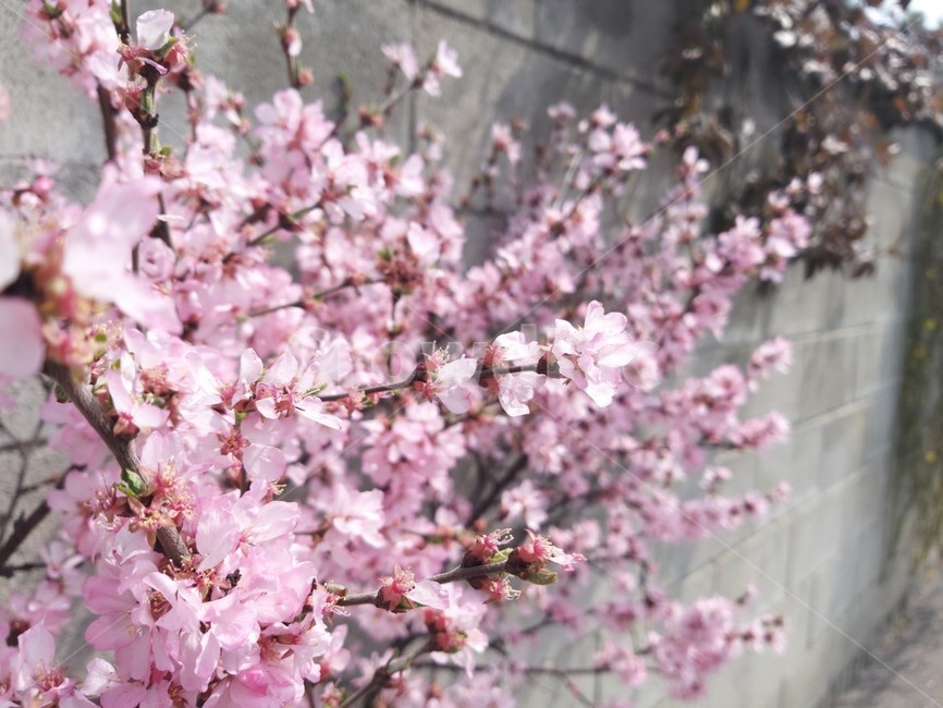 벚꽃,봄,골목,blossom,flower,꽃,flower