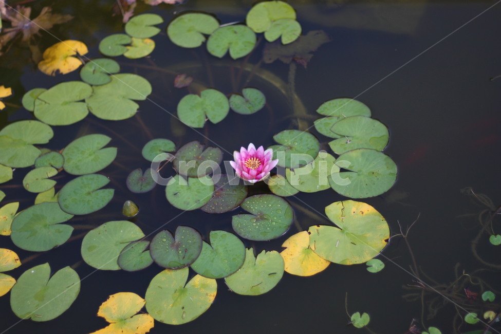 연잎,연꽃,연못,식물,꽃,식물,자연,plants,nature,꽃,flower