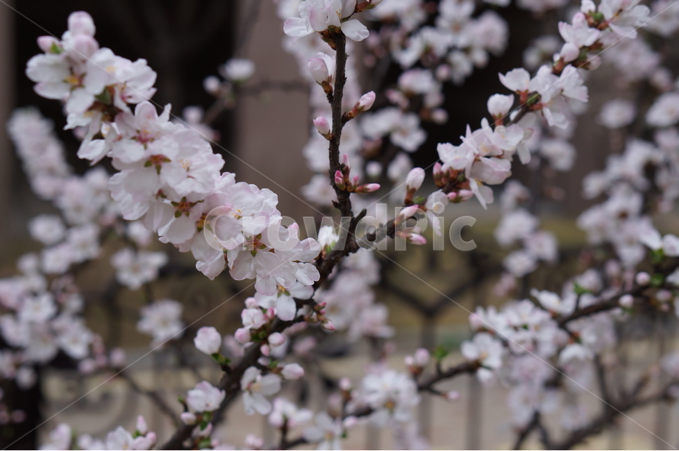 매화,봄,연핑크,길가,저녁,맑음,봄,계절,spring,season,식물,자연,plants,nature,꽃,flower,plant,blossom