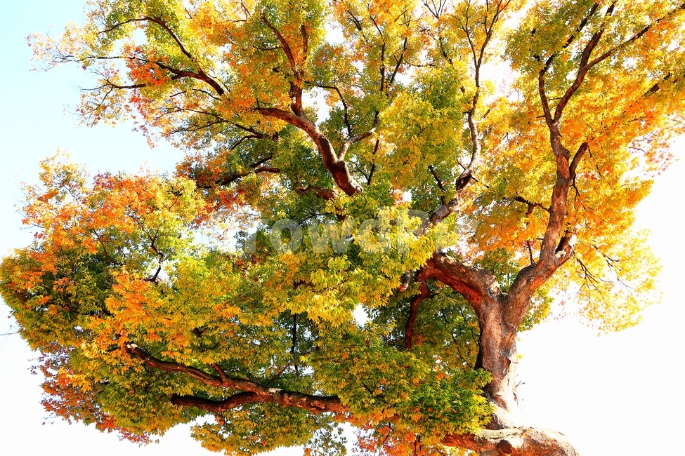 민속마을,고목,나무,외암민속마을,단풍,가을,가을,계절,fall,autumn,season,tree,plant,식물,maple