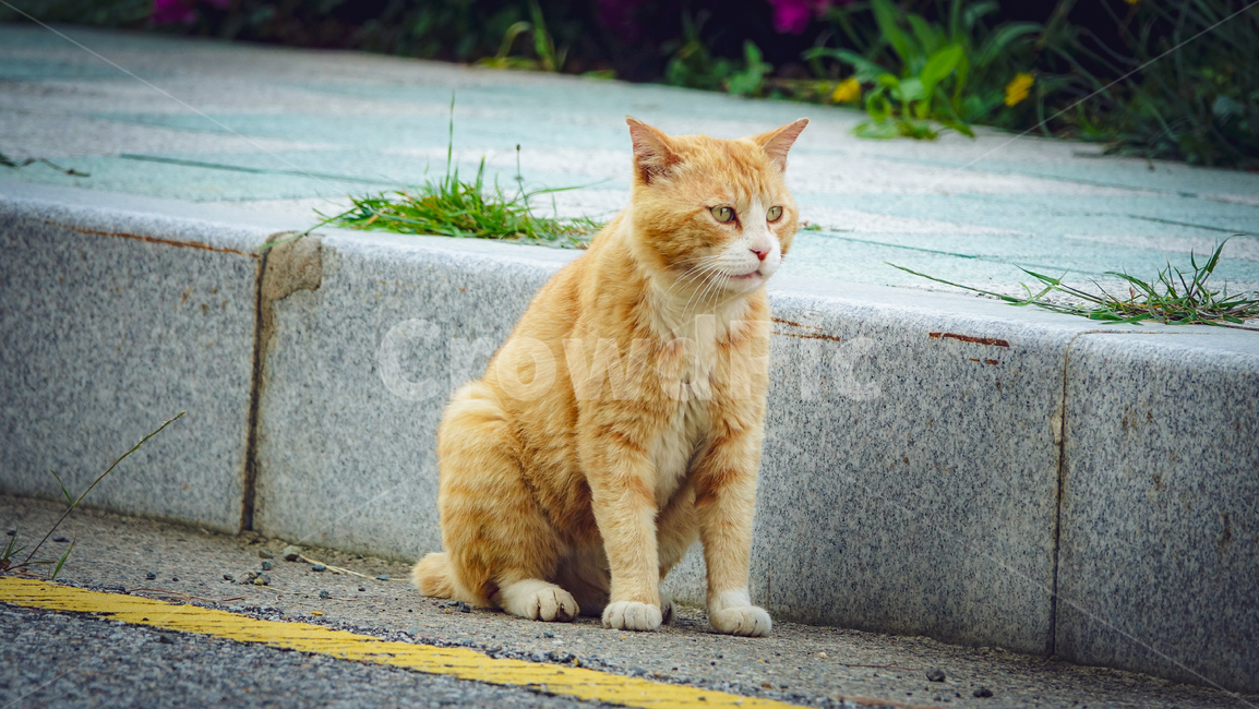 고양이,길고양이,cat,동물,animal,mammal,kitten,pet,kitty,꽃냥이,냥이
