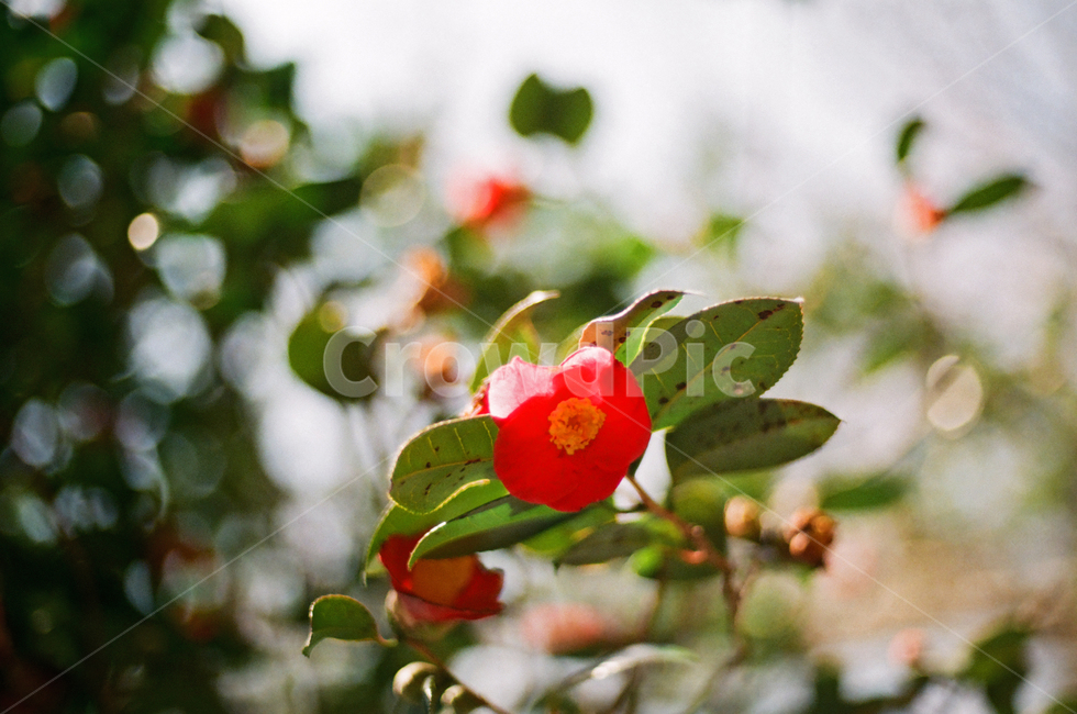 한국,관광,동백,연화도,봄,관광지,필름,필름카메라,식물,자연,plants,nature,꽃,flower