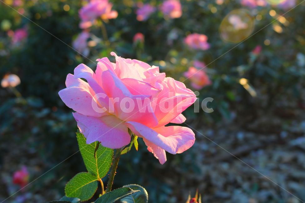 장미,장미꽃,꽃,식물,자연,핑크피스,분홍꽃,관상용,식물,자연,plants,nature,꽃,flower
