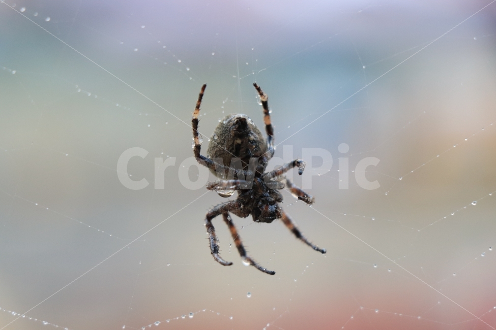 거미,거미줄,곤충,절지동물,왕거미,동물,animal,곤충,벌레,insect,bug