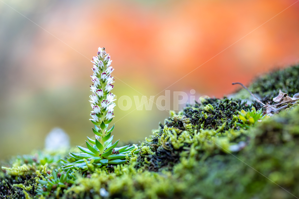 바위솔,야생화,가을,자연,꽃,식물,자연,plants,nature,꽃,flower