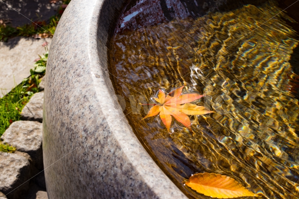 물,낙옆,단풍,돌,풀,가을,계절,fall,autumn,season,leaf,잎,plant,식물,tree,나무