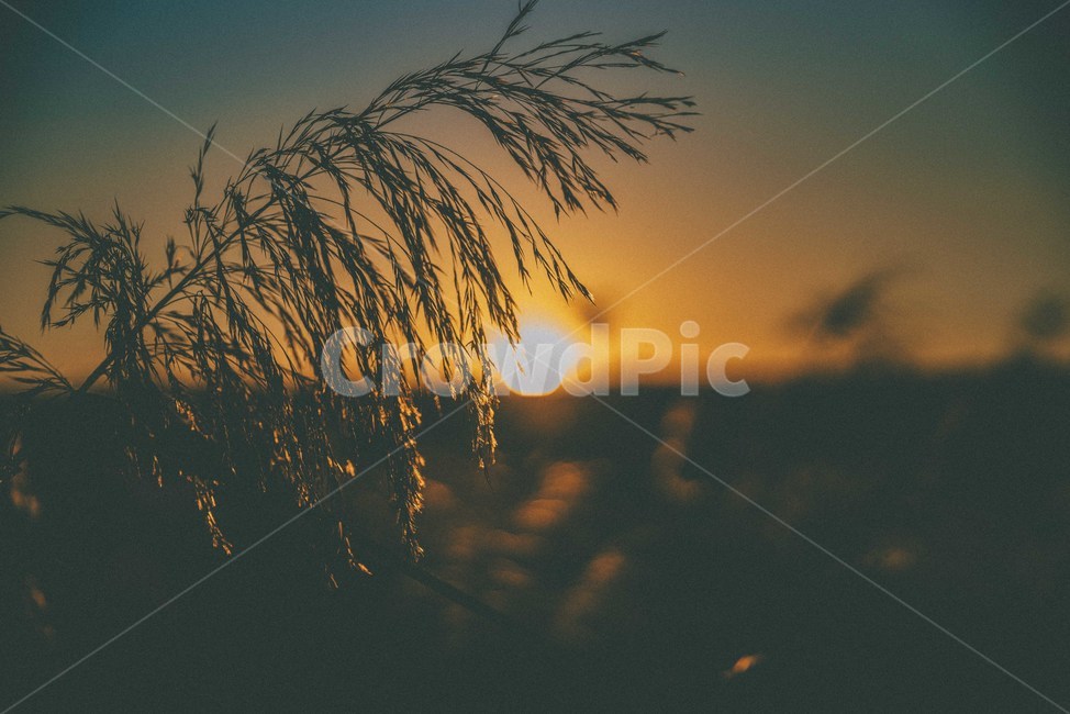 가을,노을,해질녘,자연,감성,sunset,가을,계절,fall,autumn,season,grass,잔디,plant,식물