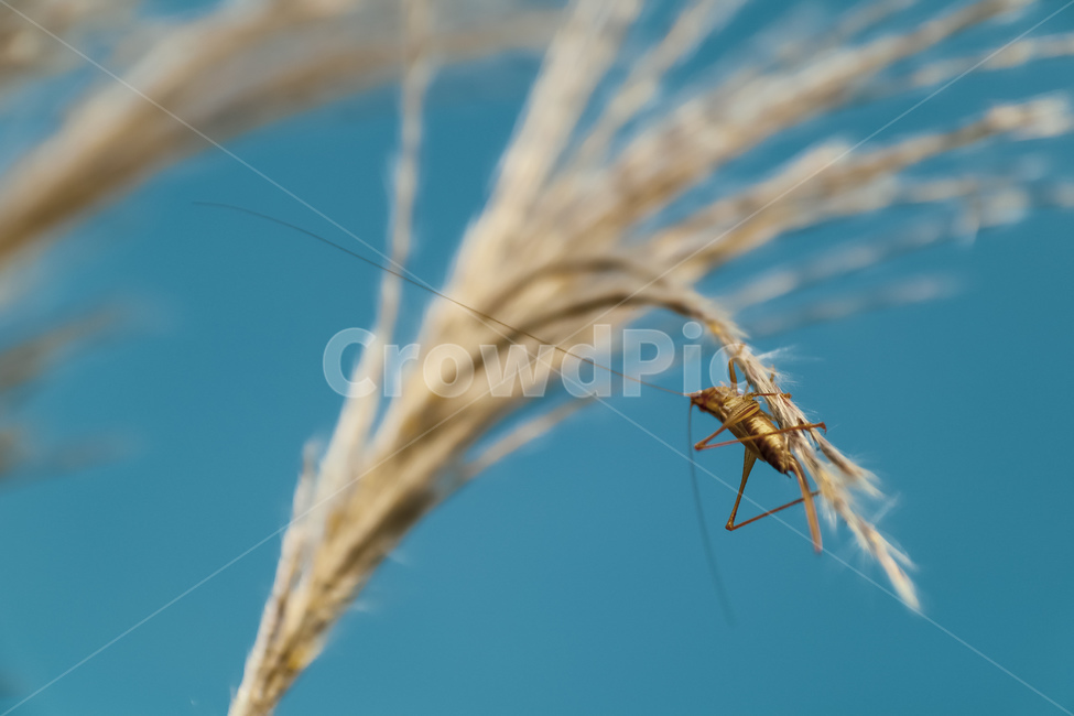 plant,식물,곤충,가을,매뚜기,갈대,동물,animal,곤충,벌레,insect,bug