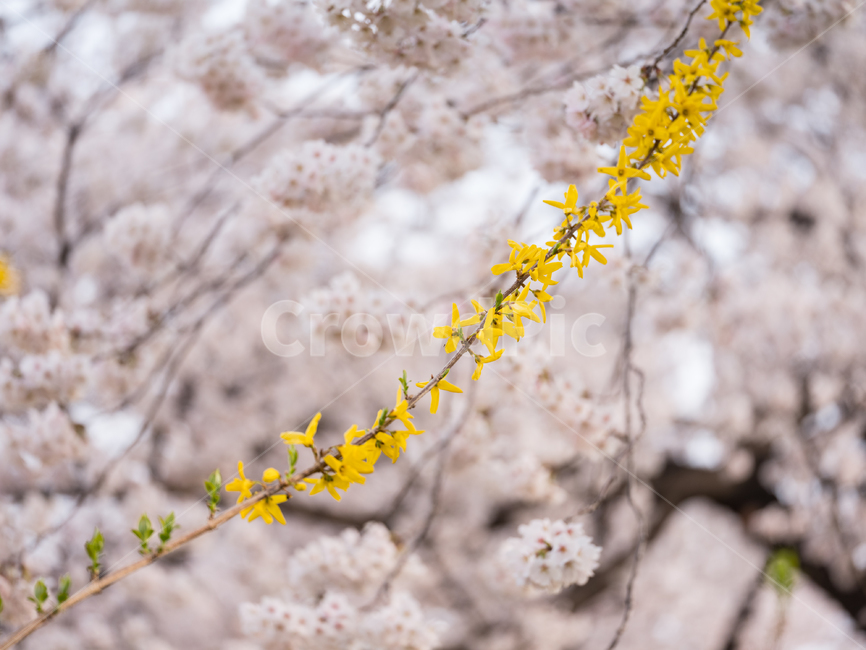 벚꽃,봄꽃,사쿠라,봄,spring,꽃,cherryblosso,계절,식물,자연,개나리,공존