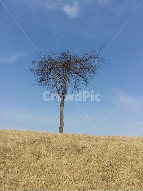 나무,단풍나무,가을,하늘,잔디,가을,계절,fall,autumn,season,자연,풍경,nature,landscape,식물,plants,나무,trees,wood,grassland,목초지,field,들,outdoors,옥외,tree,plant,savanna,대초원