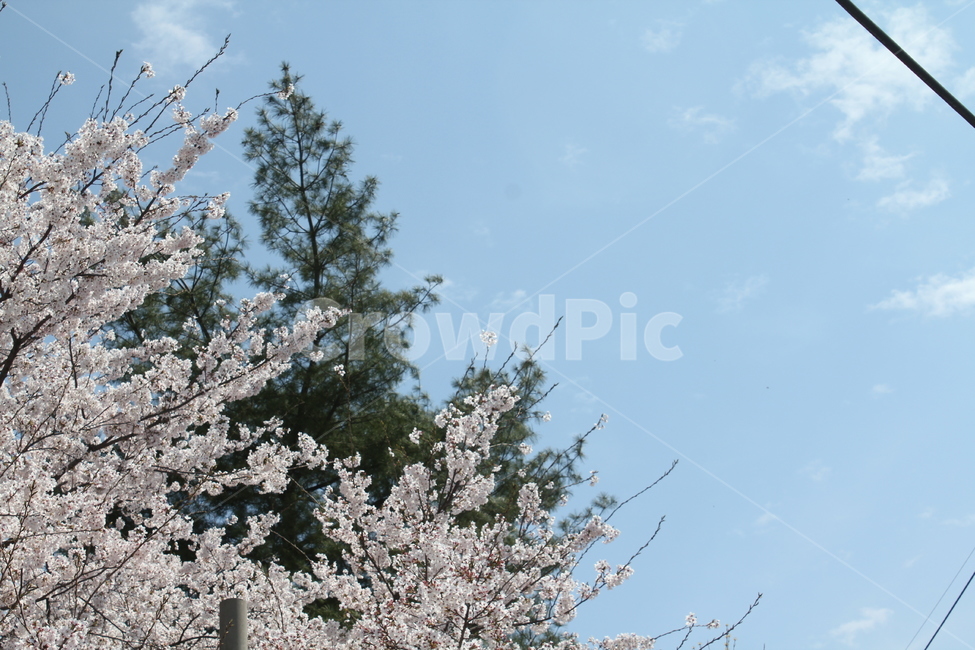 꽃,꽃나무,나무,봄꽃,풍경,자연,식물,자연,plants,nature,꽃,flower