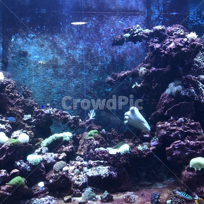 수족관,물고기,열대어,파랑,아쿠아리움,fish,blue