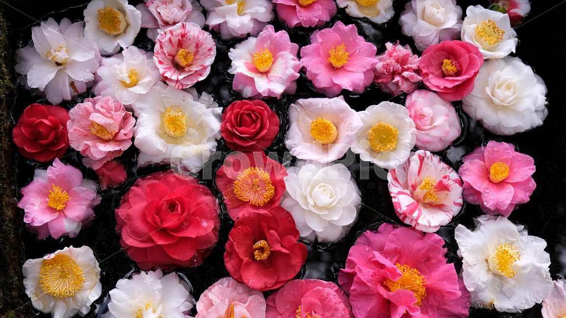 꽃,동백,동백꽃,자연꽃잎,자연,flower,blossom,plant,식물