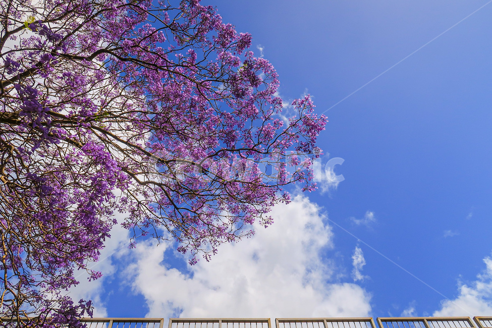 하늘,구름,꽃,sky,cloud,flower,blossom,nature,자연,풍경,nature,landscape