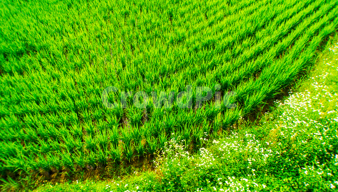 field,들,grass,잔디,plant,식물,grassland,목초지,논,논두렁,밭,벼,ricepaddy,rice,paddyside,paddy,초록,green,시골,country,농사,farm,farming,자연,풍경,nature,landscape,산업,industry,industrial,농업,농사,agriculture,farming,farming industry,outdoors,옥외