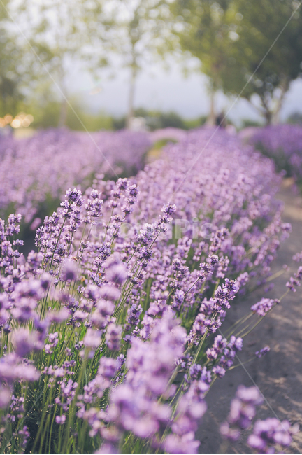 라벤더,꽃,감성사진,식물,여름,flower,lavender,빛,빛보케,식물,자연,plants,nature,꽃,flower