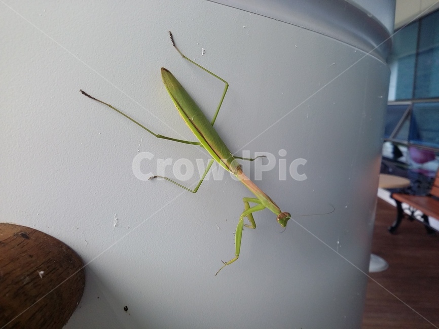 사마귀,동물,곤충,자연,insect,동물,animal,곤충,벌레,insect,bug