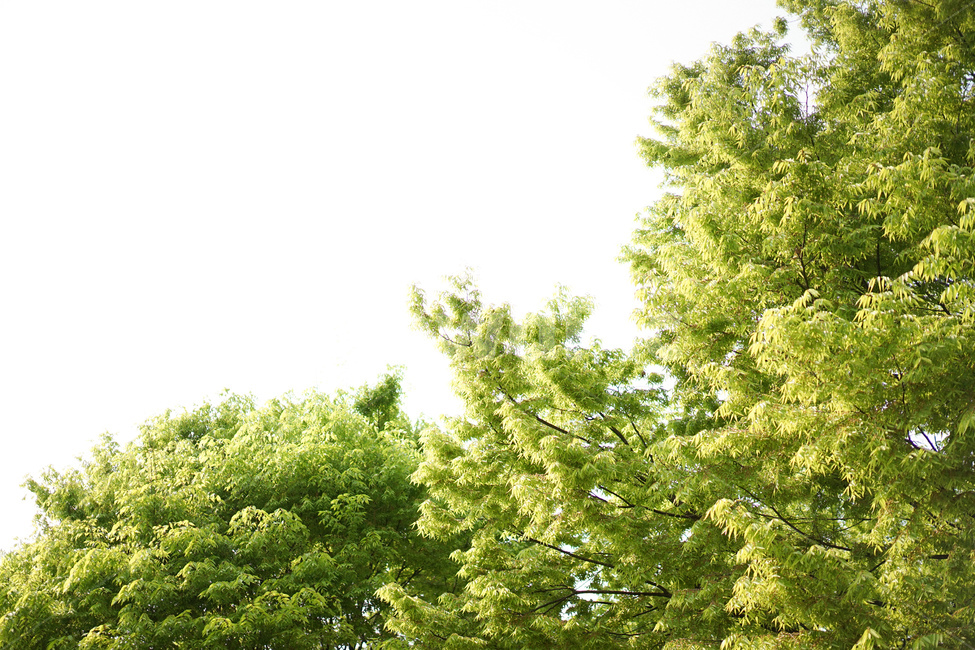 식물,자연,초록,여름,풍경,나무,식물,자연,plants,nature,나무,trees,wood