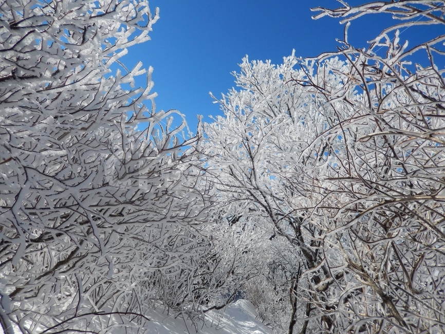 소백산,눈꽃풍경,상고대,겨울풍경,국립공원,겨울동화,힐링,감성,아름다움,뷰티풀,설국,눈풍경,파란하늘,100대명산,겨울명산,설경,서리꽃,영동,snow,landscape,눈,화이트,자연,신비로운,경이로운,천상,비경,치유,산,명산,겨울,계절,winter,season,식물,자연,plants,nature,나무,trees,wood