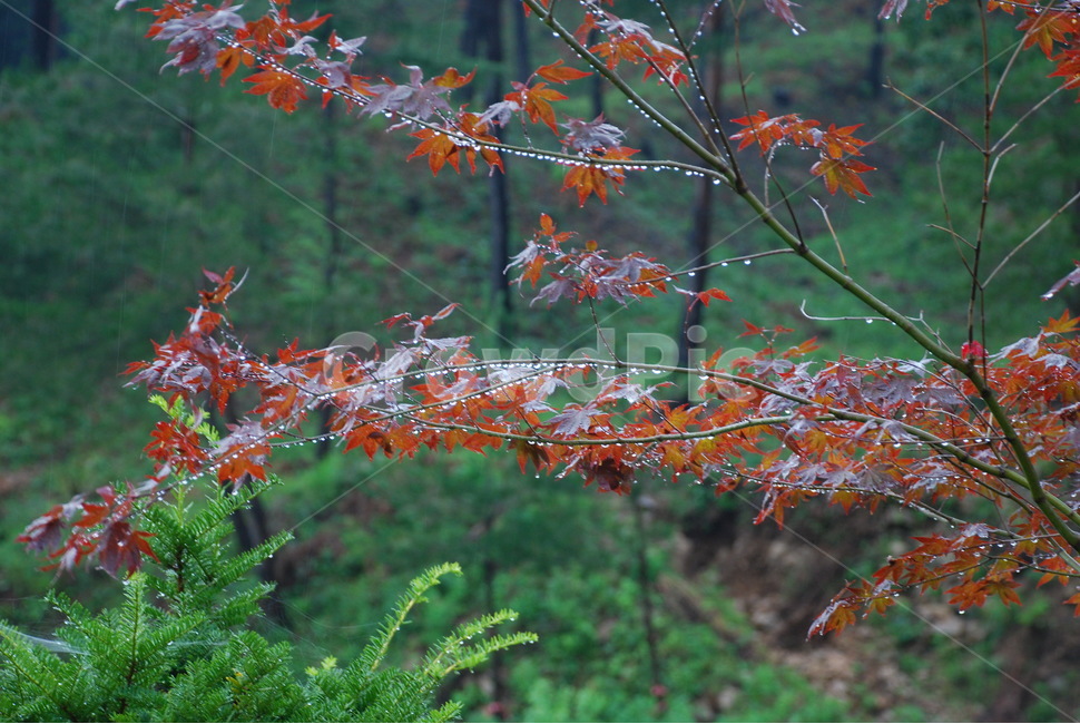 단풍나무,비,단풍,나무,숲,가을,계절,fall,autumn,season,비,비오는날,rain,rainy,plant,식물,leaf,잎,tree,maple