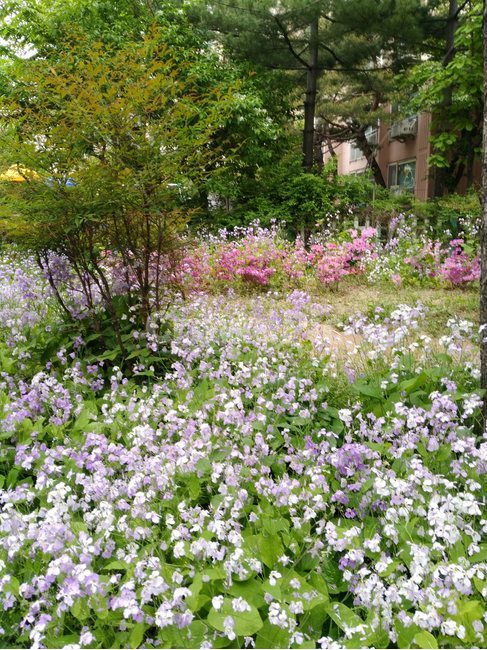 봄꽃,분홍,보라,들꽃,blossom,꽃