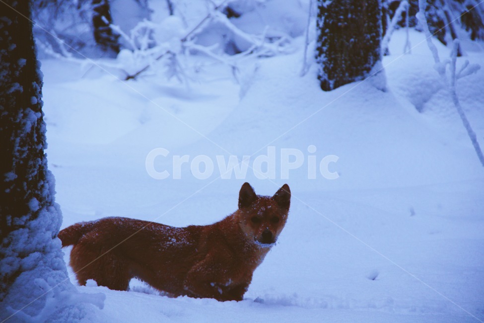 여우,눈,숲,제주도,자연,색감,아름다움,배경화면,겨울,계절,winter,season,동물,animal,포유류,mammal,개,강아지,dog,doggy,감성,sensible,feeling