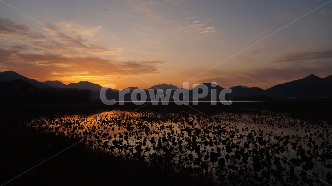 주남저수지,억새,철새,노을,해질녘,sunset,자연,풍경,nature,landscape,한국자연풍경,한국자연경관,korea nature landscape,outdoors,옥외,land,땅
