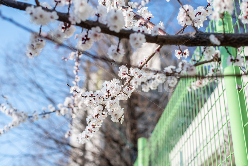 데이트,산책,봄,꽃,벚꽃,식물,자연,plants,nature,꽃,flower