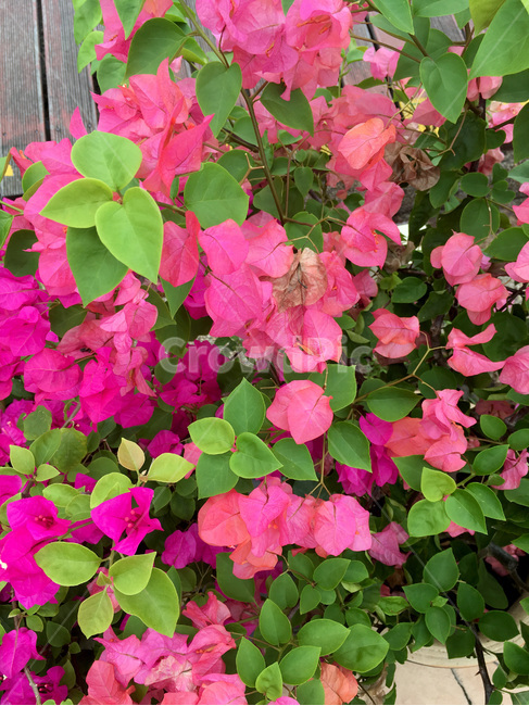 rain,Jeseolton Point,port,ship,Flowers,Jeseolton Point Waterfront,boat,cloudy day