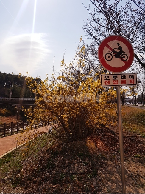 봄,잔디,오토바이진입금지,안내판,개나리,파릇파릇,하늘,하천,노란색,초록,산책로,나무