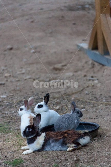 토끼,가족,애완동물,귀여운,동물,야생,동물,animal