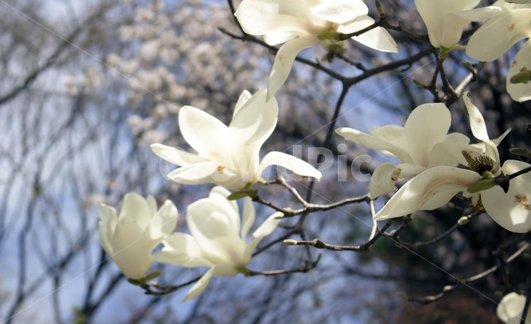 꽃잎,plant,식물,blossom,꽃,목련,자연,natural,식물,자연,plants,nature,꽃,flower