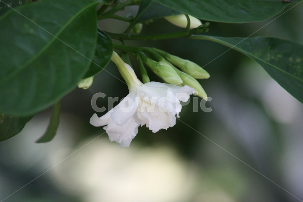 크레이프자스민,crapejasmine,evatamia,pinwheelflower,삼우화