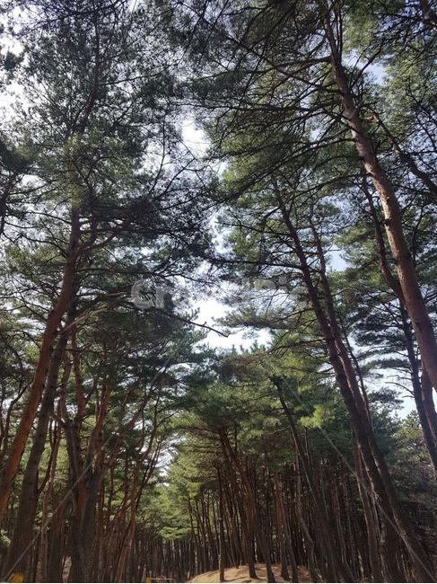 소나무숲,소나무숲길,솔나무,침엽수,힐링숲,푸룬숲,푸른나무,자연,풍경,nature,landscape,tree,나무,plant,식물,fir,전나무