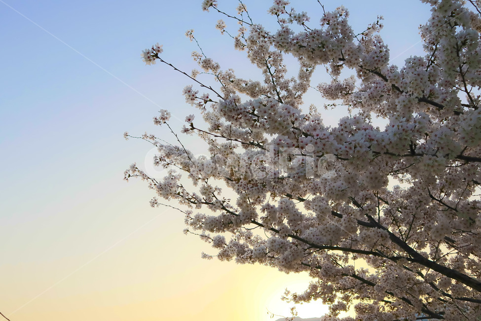 봄,벛꽃,꽃,나무,하늘,일상,풍경,감성,봄,계절,spring,season,식물,자연,plants,nature,꽃,flower,plant