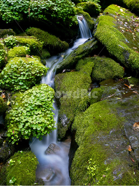 water,물,nature,계곡,outdoors,자연,옥외,river,강,plant,식물,이끼,자연,풍경,nature,landscape