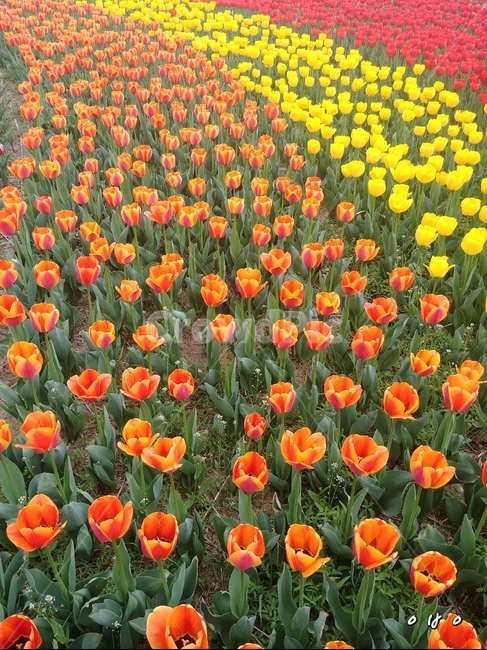 튤립,꽃,봄꽃,주황,노랑,꽃밭