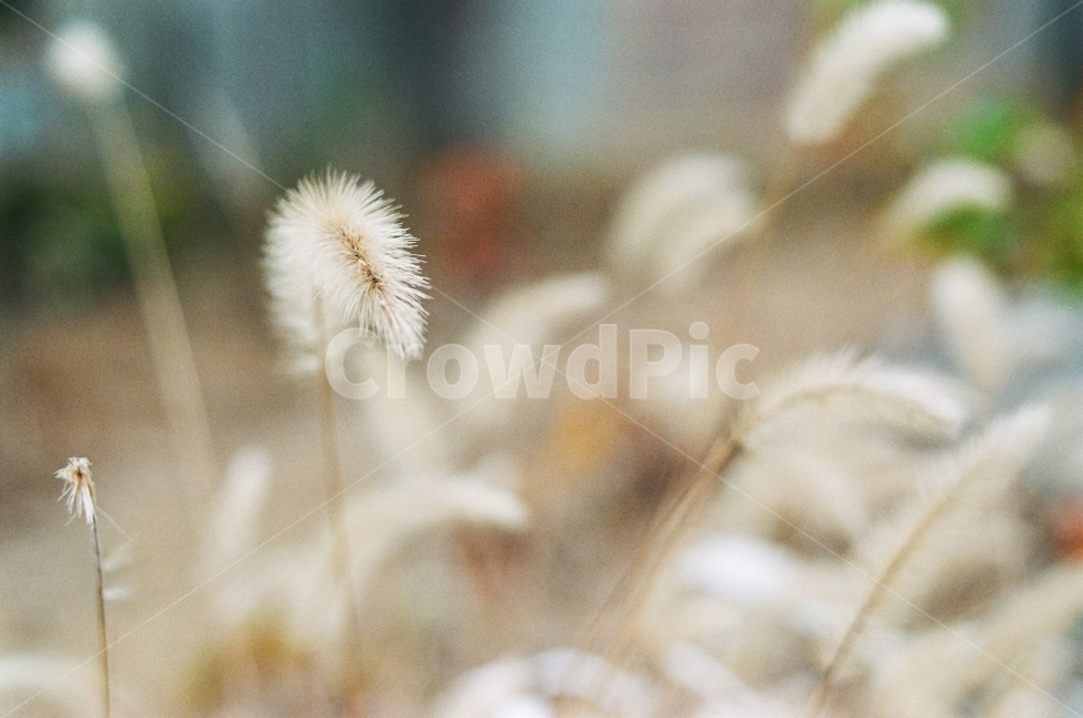 강아지풀,감성사진,가을,계절,색감,필름사진,식물,자연,plants,nature,감성,sensible,feeling
