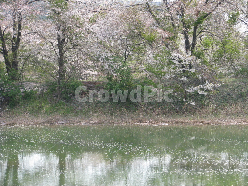 경포대,벚꽃,연못,강릉,대한민국,한국,gyeongpodae,cherryblossoms,pond,gangneung,republicofkorea,southkorea,봄,계절,spring,season,자연,풍경,nature,landscape,land,땅,outdoors,옥외,water,물