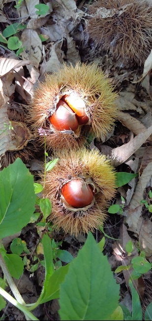가을풍경,식물,밤,밤송이,가을,가을산,추석,밤톨,생밤,가을햇살,과일,열매,fruit
