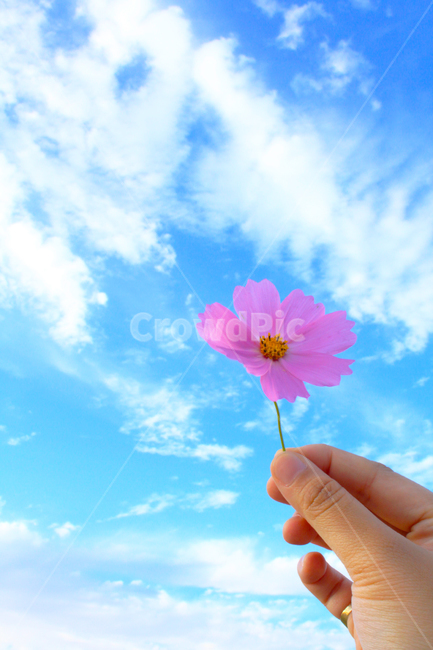 하늘,꽃,바람,파랑,분홍