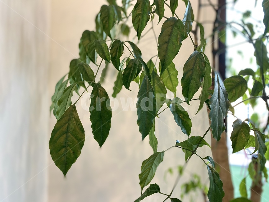 plant,식물,leaf,잎,veins,정맥,나뭇잎,화분,잎사귀,이파리