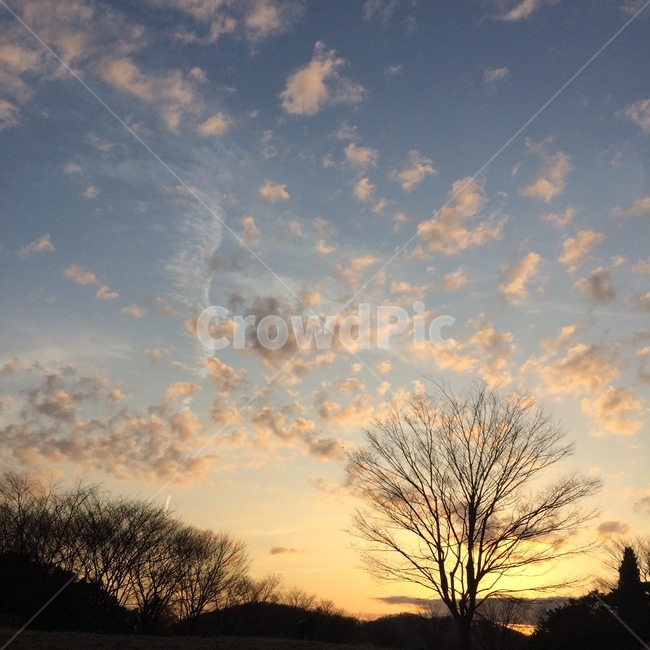 나무,하늘,구름,sky,겨울하늘