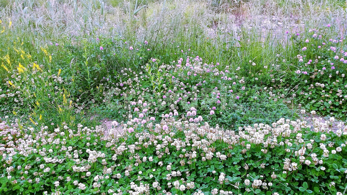 식물,꽃,네잎크로바,야생화,봄,산책길,식물,자연,plants,nature,꽃,flower