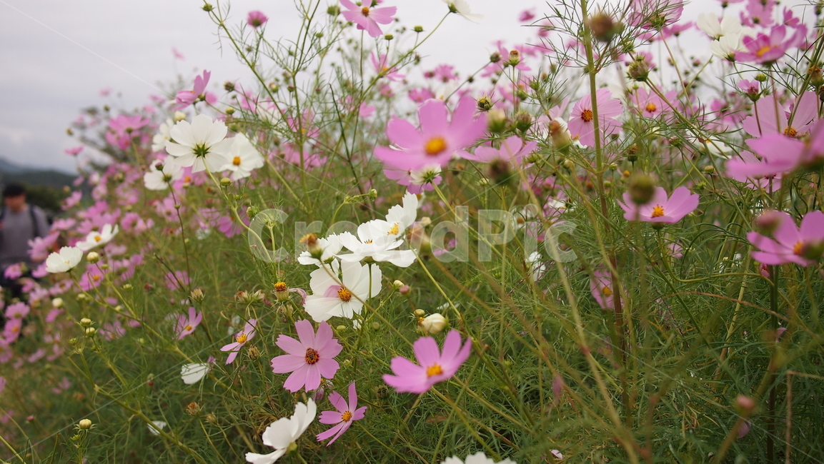 해바라기,가을꽃,cosmos,코스모스,꽃밭,꽃봉우리,가을,가을,계절,fall,autumn,season,식물,자연,plants,nature,꽃,flower,blossom,geranium,제라늄,plant