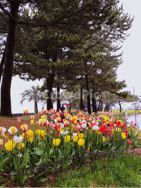 plant,식물,flower,blossom,꽃,나무,튤립,튤립축제,식물,자연,plants,nature,꽃,flower